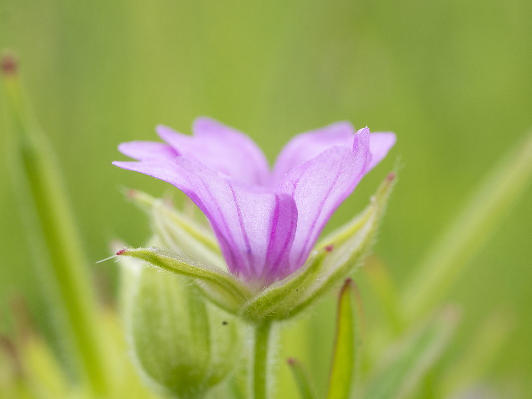 IMAGES\Slipbladige ooievaarsbek (geranium dissectum)\P1280228_sm.jpg